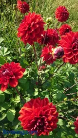 An Carraig Ard B&B - Image 2