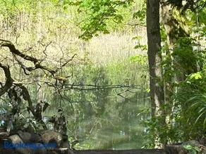 Bungalow im Wald am See - Biberspur - Image 3