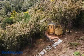 El Pino Centenario 3 - Image 2
