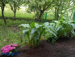 B&B Esterina - Image 3