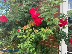 Rose Cottage - Image 3
