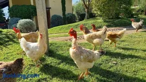 Rancho Ca Fé - Casa Rural - Image 2
