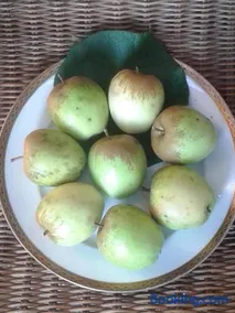 Talonno il frutteto - Image 2