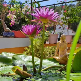 Afonso Guest House - Fontainhas - Image 3