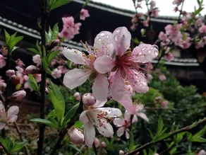 Yuqinglou Inn - Image 4