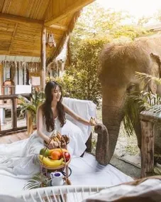 3Pok wake with elephants - Image 4