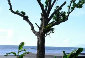 Lynn Resort Carita - Image 3