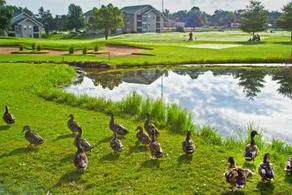 King Resort - Image 3
