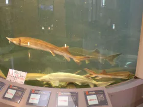 Bifuka Onsen - Image 4