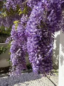 Lilases Boutique House & Garden - Image 2
