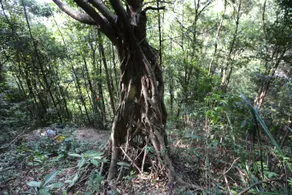 Xinfeng Utop Spring Primeval Forest Resorts - Image 3