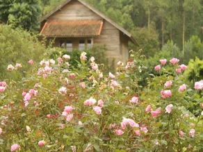 Kebun Mawar Situhapa - Image 4