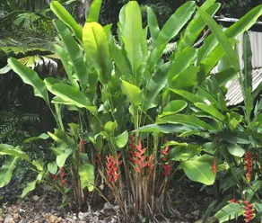 Tropical Bliss BNB - Image 3