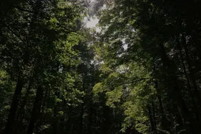 Frieden Saugatuck - Diverse