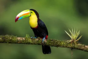 AURALTA RIO CELESTE I Elohi Collection - Diversos