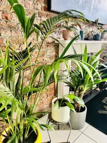 The Melville Hotel by Rokxy- Kings Cross - Reception