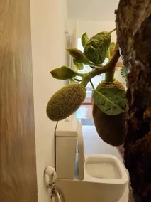 Tree Nature Resort - Bathroom