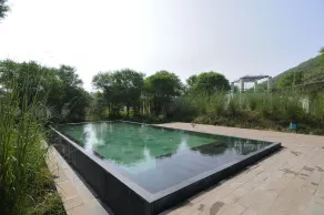 Trees & Tigers - Pool