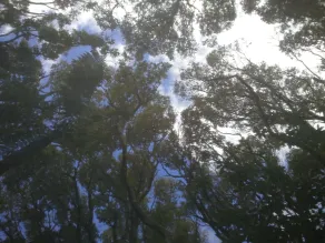 Pupu Rangi Nature Sanctuary - Conservation Area - Vue de la chambre