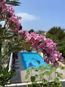 On Oda Oludeniz - Piscine