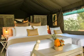 Flameback Eco Lodge - Chambre