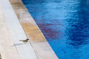 N Hotels Cesme - Pool