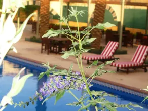 Holiday Inn Riyadh Izdihar by IHG - Pool