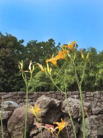 Jeju pension doldamnomo jip doldamjeom - Vista dalla camera