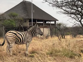 Tshikwalo Game Lodge - Restaurant