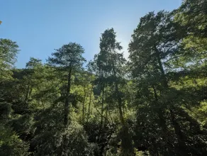Wald Villa Üssbach - Vista do quarto
