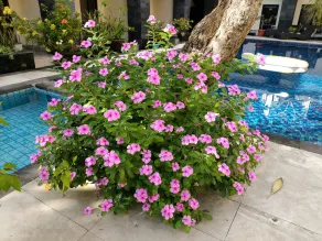 Radha Bali Hotel - Piscine