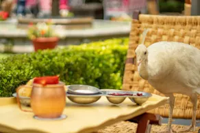 Las Mañanitas - Restaurant