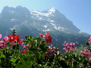 Alpenhof - Vue de la chambre