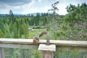 Faråsen Luxury Treetop Cabin - Sleep Among the Trees - Udsigt fra værelset