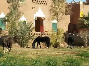 Auberge jnane dar diafa se trouve au centre de tamegrouteface de la bibiotheque - Fachada del alojamiento
