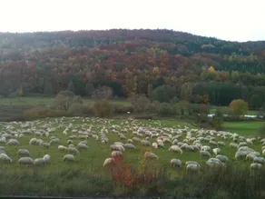 Landhotel Weisses Ross garni - Vue de la chambre