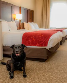 Comfort Suites Springfield-Eugene - Chambre