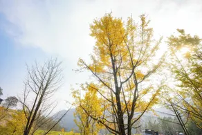 Huaying Shili Fangfei Hongyan Meicun - Vista dalla camera