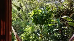 Omega Tours Eco-Jungle Lodge - View from room