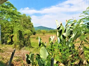 Nest Villa - Ausblick vom Zimmer