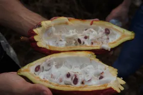 Hacienda Bambusa - Restaurant