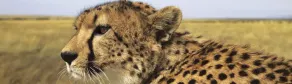 Cheetah View - Safari og dyreliv