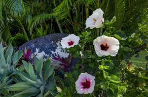 Hideaway Cove Poipu Beach - Værelse