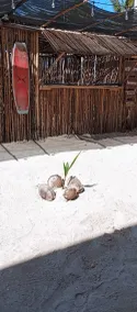 El Regalo El Cuyo - Réception