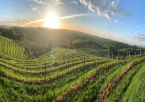 SIBON Wine & Spa Resort Jeruzalem - Ausblick vom Zimmer
