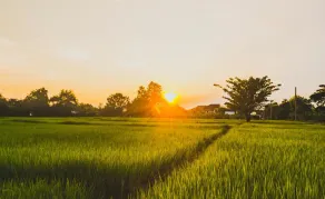 Bannkrithamed Chiangmai - Golf