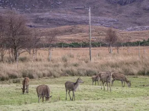 Stalker's Cottage - Torridon - Interni