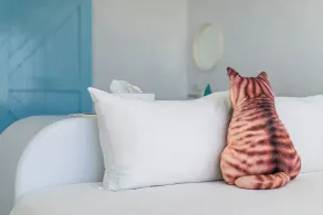 Cat at Greece - Chambre