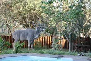 Needles Lodge - Pool