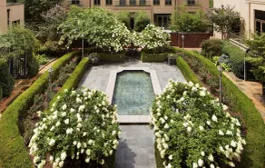 Waldorf Astoria Atlanta Buckhead - Piscine